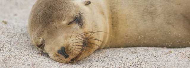 In the footsteps of Charles Darwin in the Galápagos