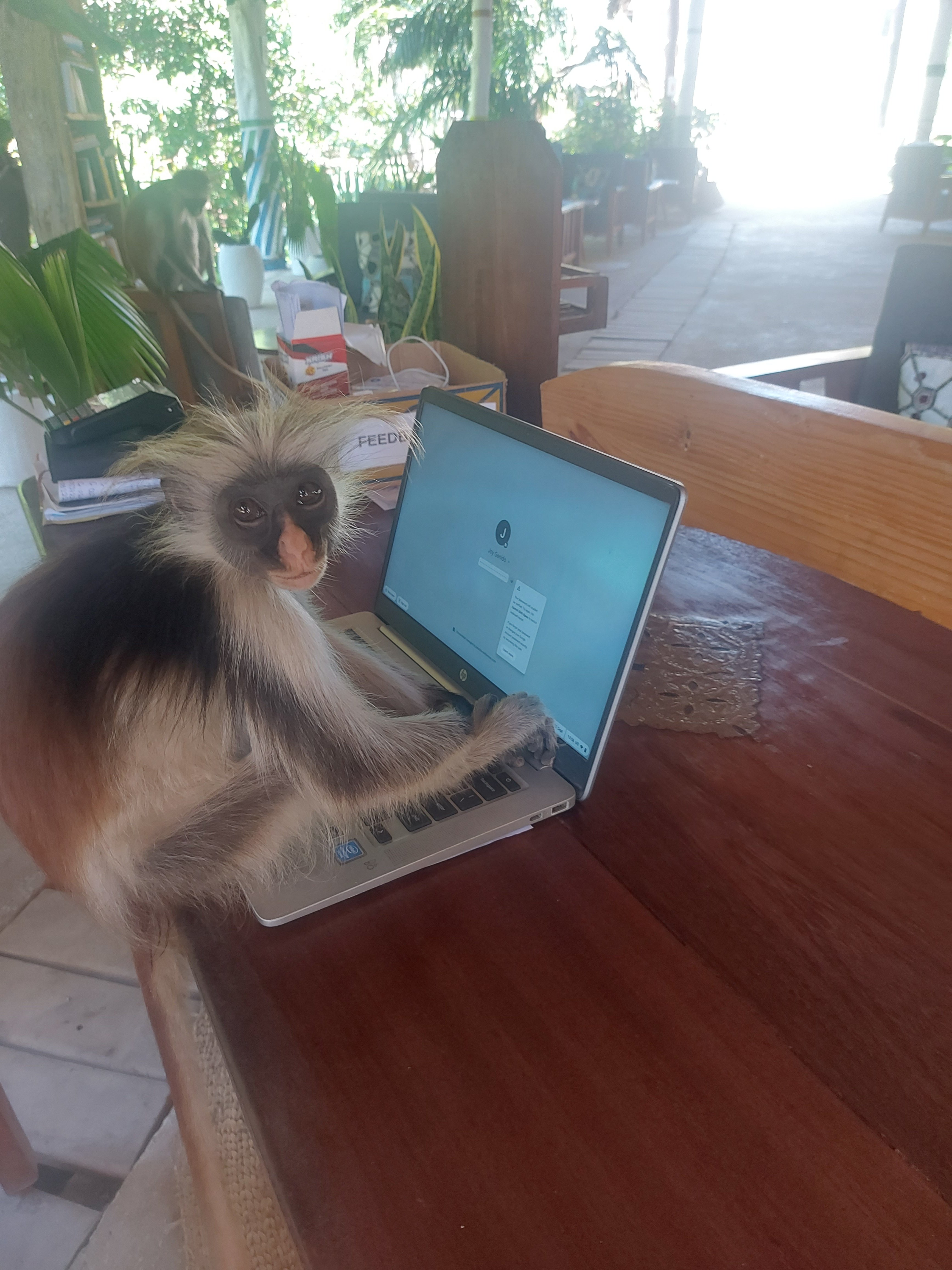 14-tägige Tansania-Safari, Kultur & Sansibar-Auszeit - Sansibar - Tagesfoto