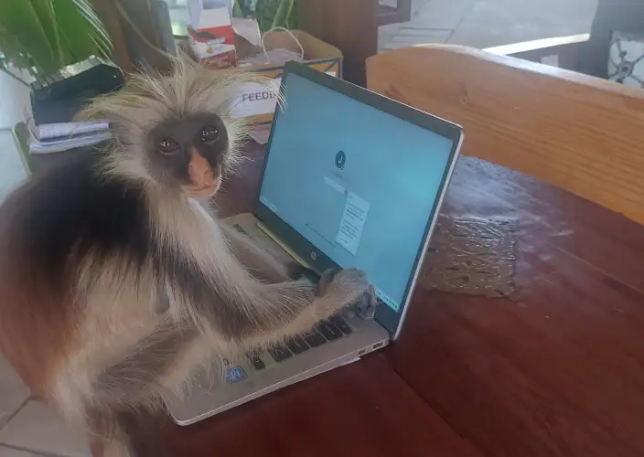 14-daagse Tanzania Safari, Cultuur & Zanzibar Ontsnapping - Zanzibar - Foto van de dag