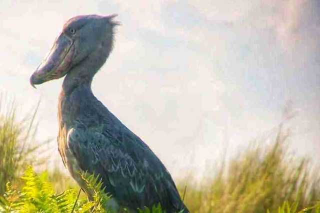 1-Day Birding Safari: Mabamba Papyrus Swamp & Shoebill Stork