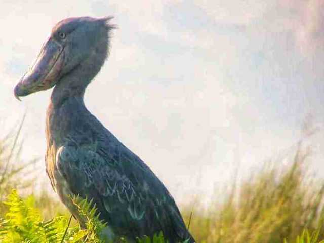 Safari d'observation des oiseaux d'1 jour : Marais de papyrus de Mabamba & Bec-en-sabot du Nil