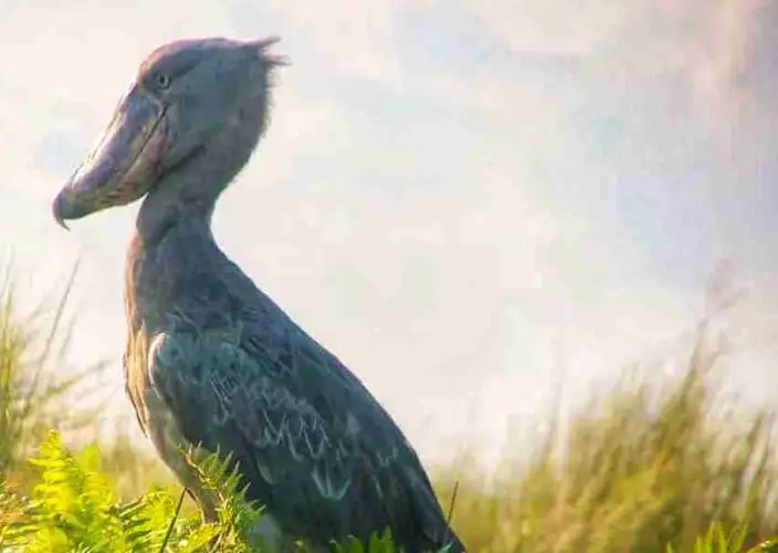 1-Day Birding Safari: Mabamba Papyrus Swamp & Shoebill Stork - A 1-Day Mabamba Swamp Shoebill Spot - Mabamba Swamp