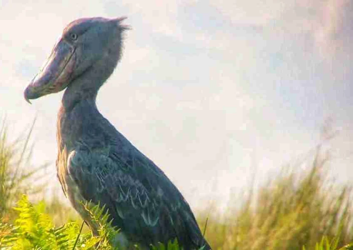 1-tägige Vogelbeobachtungs-Safari: Mabamba-Papyrussumpf & Schuhschnabelstorch - Ein 1-tägiger Mabamba-Sumpf-Schnabelstorch-Spot - Mabamba Swamp
