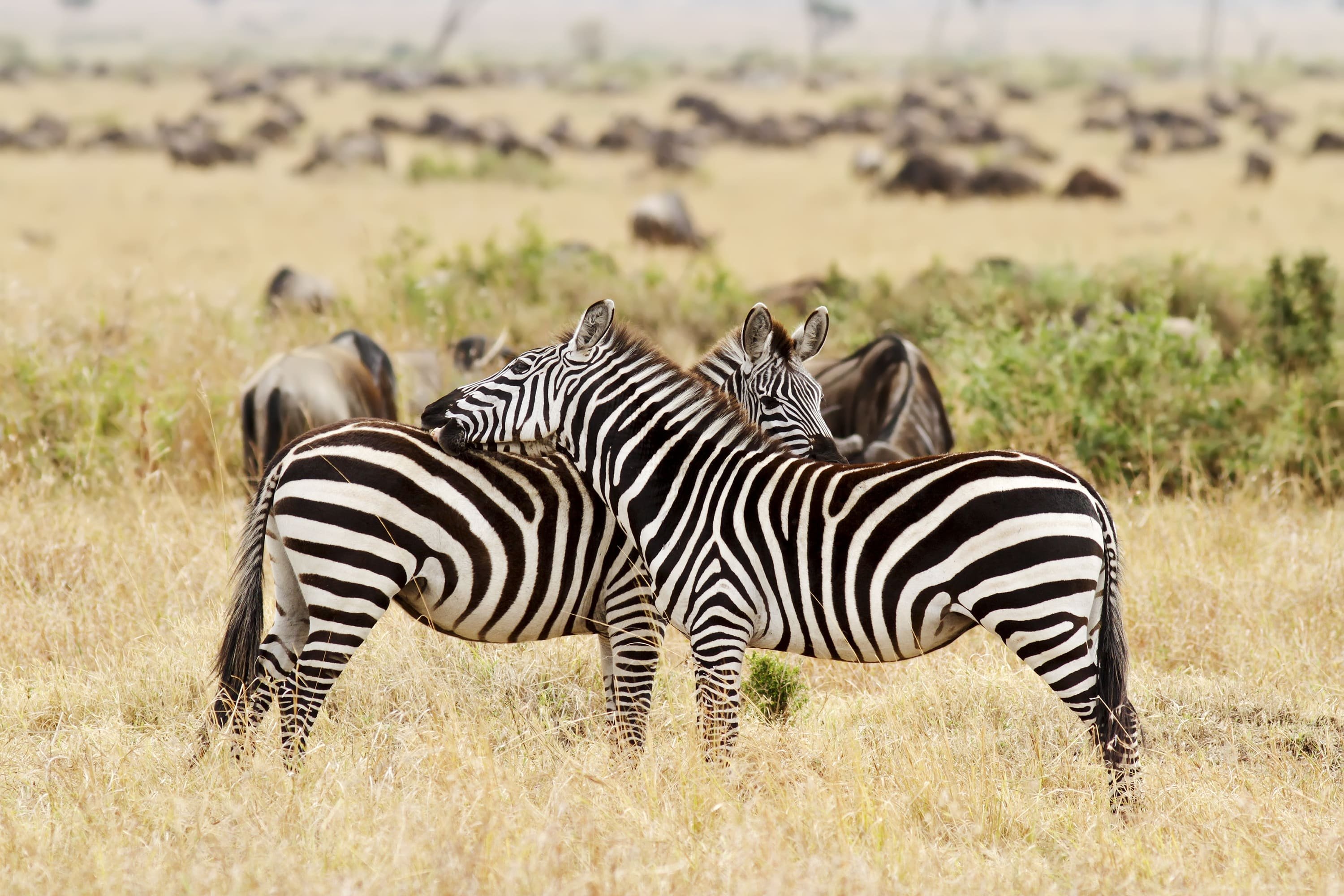 Éco-safaris d'exception - Masai Mara - Masai Mara