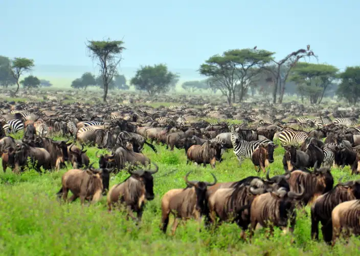 Avontuur in het middensegment door Tarangire, Ngorongoro & Serengeti - Serengeti Nationaal Park - Foto van de dag