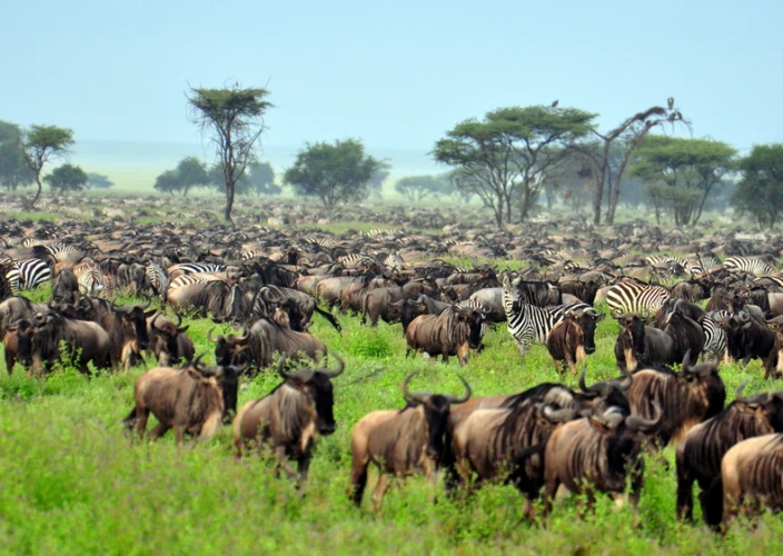 Aventura de Médio Alcance por Tarangire, Ngorongoro & Serengeti - Parque Nacional do Serengeti - Foto do dia