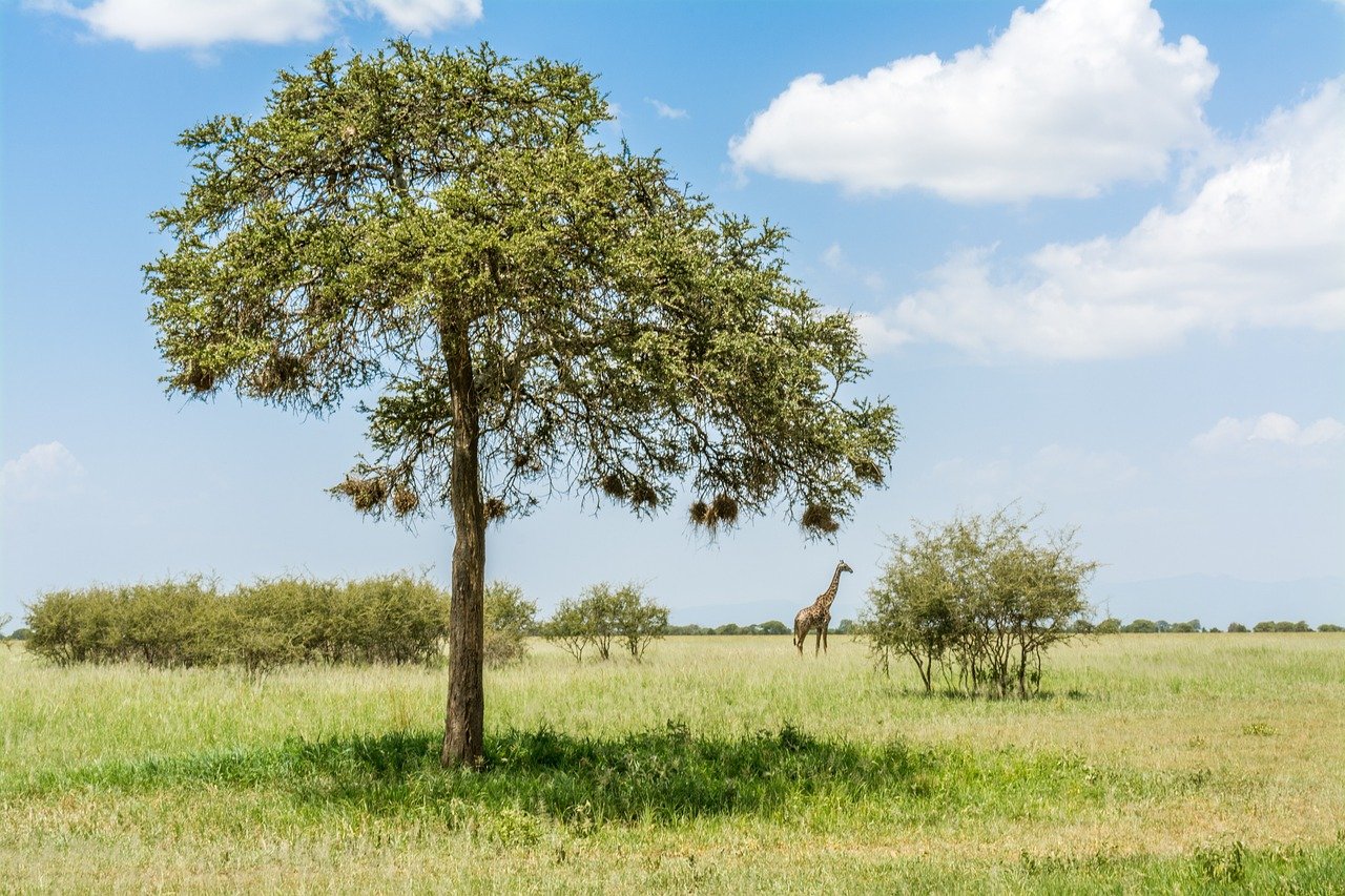 UNA HAZAÑA TANZANA - Arusha, parque nacional de Tarangire - Arusha, Parc National de Tarangire