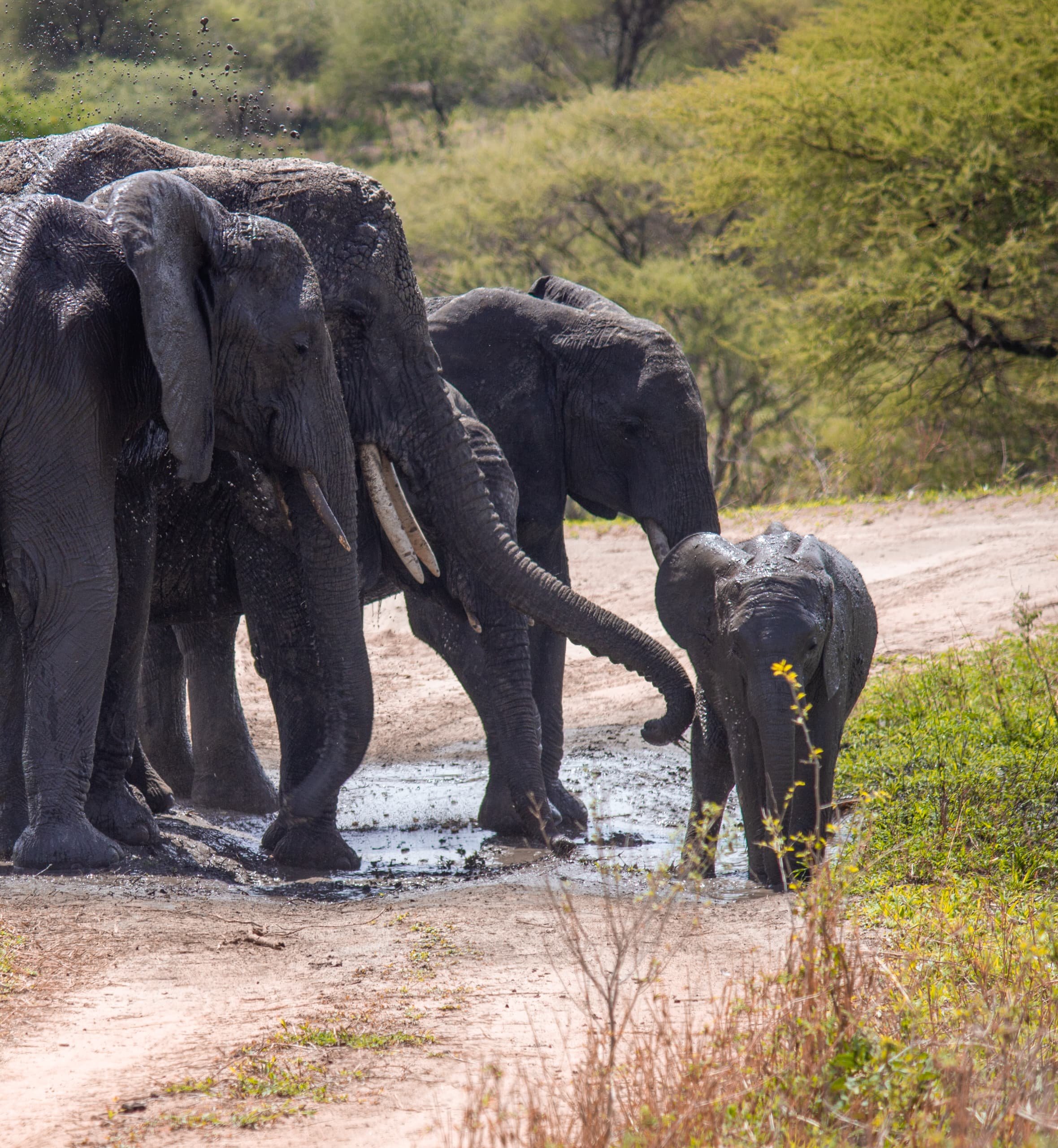 Escapade de lune de miel de luxe : Safari de 5 jours - Cratère du Ngorongoro - Merveille de la nature - Photo du jour