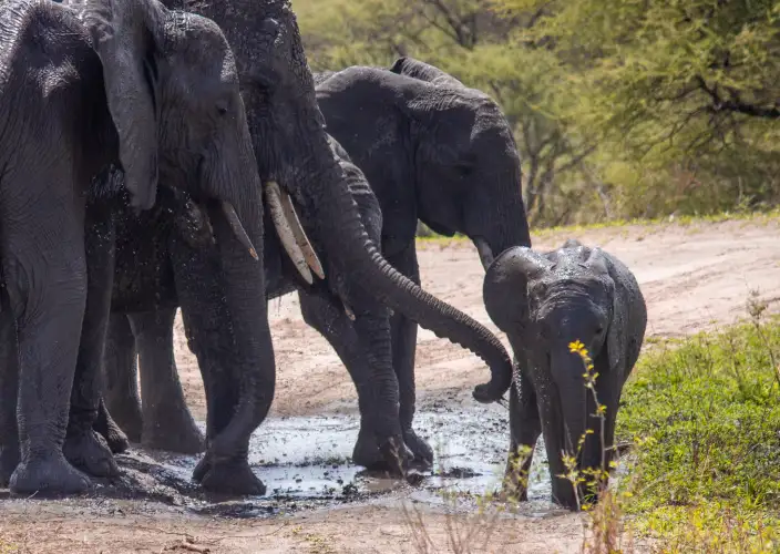 Escapade de lune de miel de luxe : Safari de 5 jours - Cratère du Ngorongoro - Merveille de la nature - Photo du jour