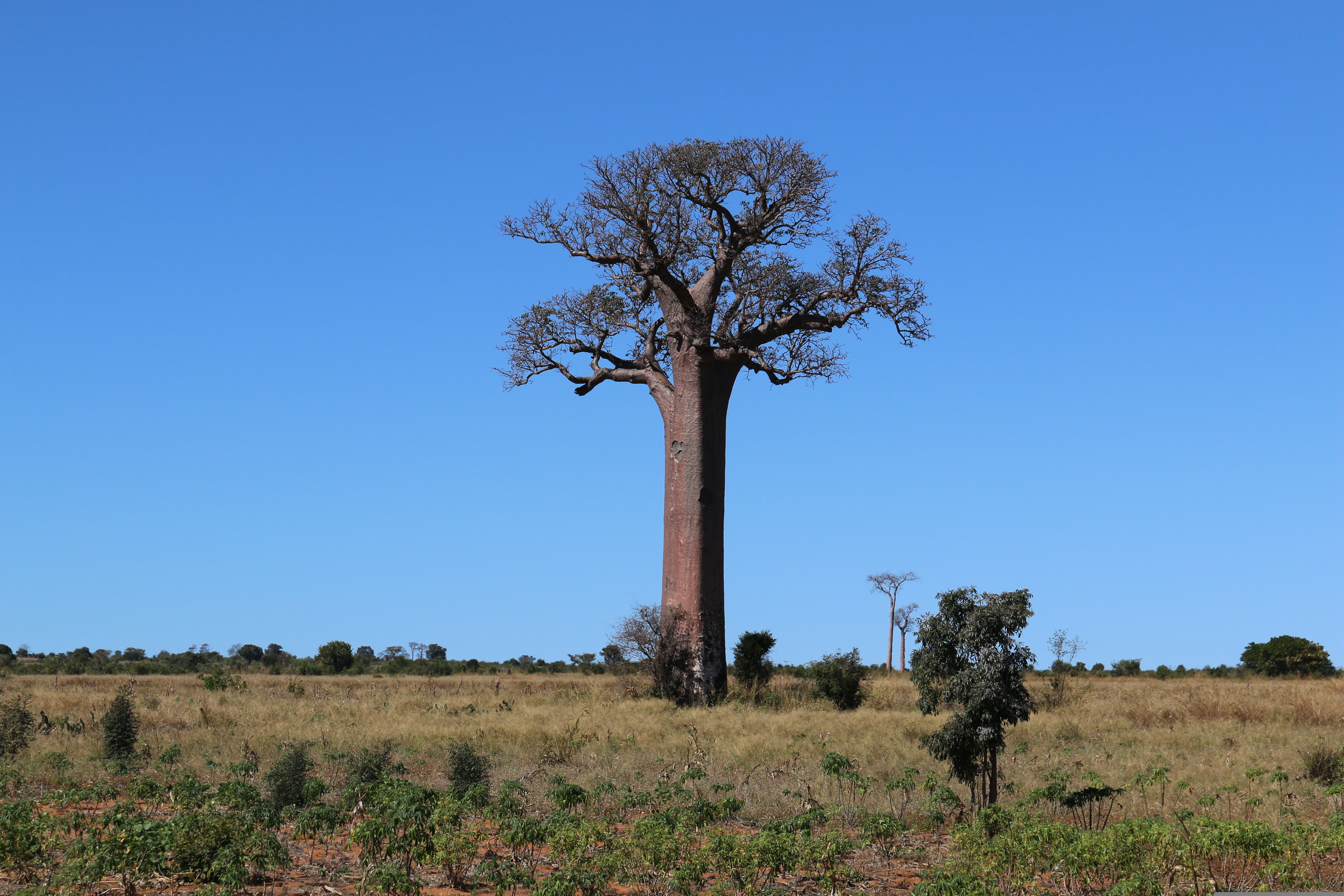 The southwest of Madagascar in its authenticity. - Tsingy de Bemaraha - Morondava - Tsingy de Bemaraha - Morondava