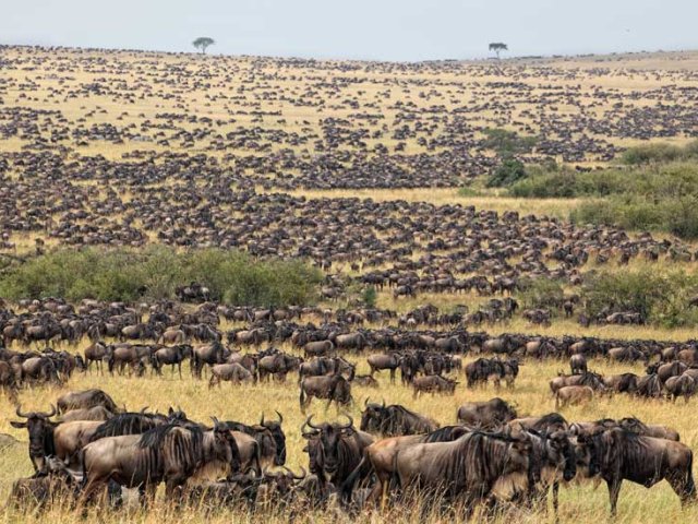 Safari de 14 jours en Tanzanie, culture et escapade à Zanzibar