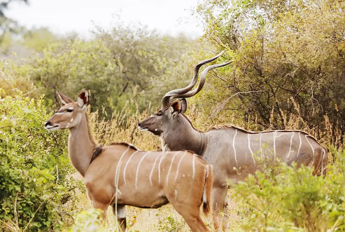 Khwai à pied - Transfert vers Khwai & Safari à pied jusqu'à Elephant Pan - Photo du jour