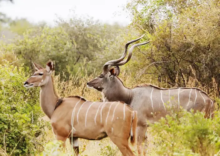 Khwai on Foot - Transfer to Khwai & Walking Safari to Elephant Pan - Photo of the day