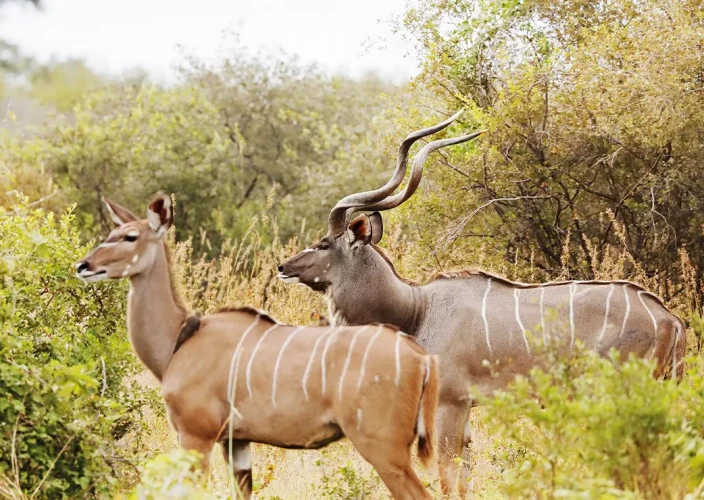 Khwai à pied - Transfert vers Khwai & Safari à pied jusqu'à Elephant Pan - Photo du jour