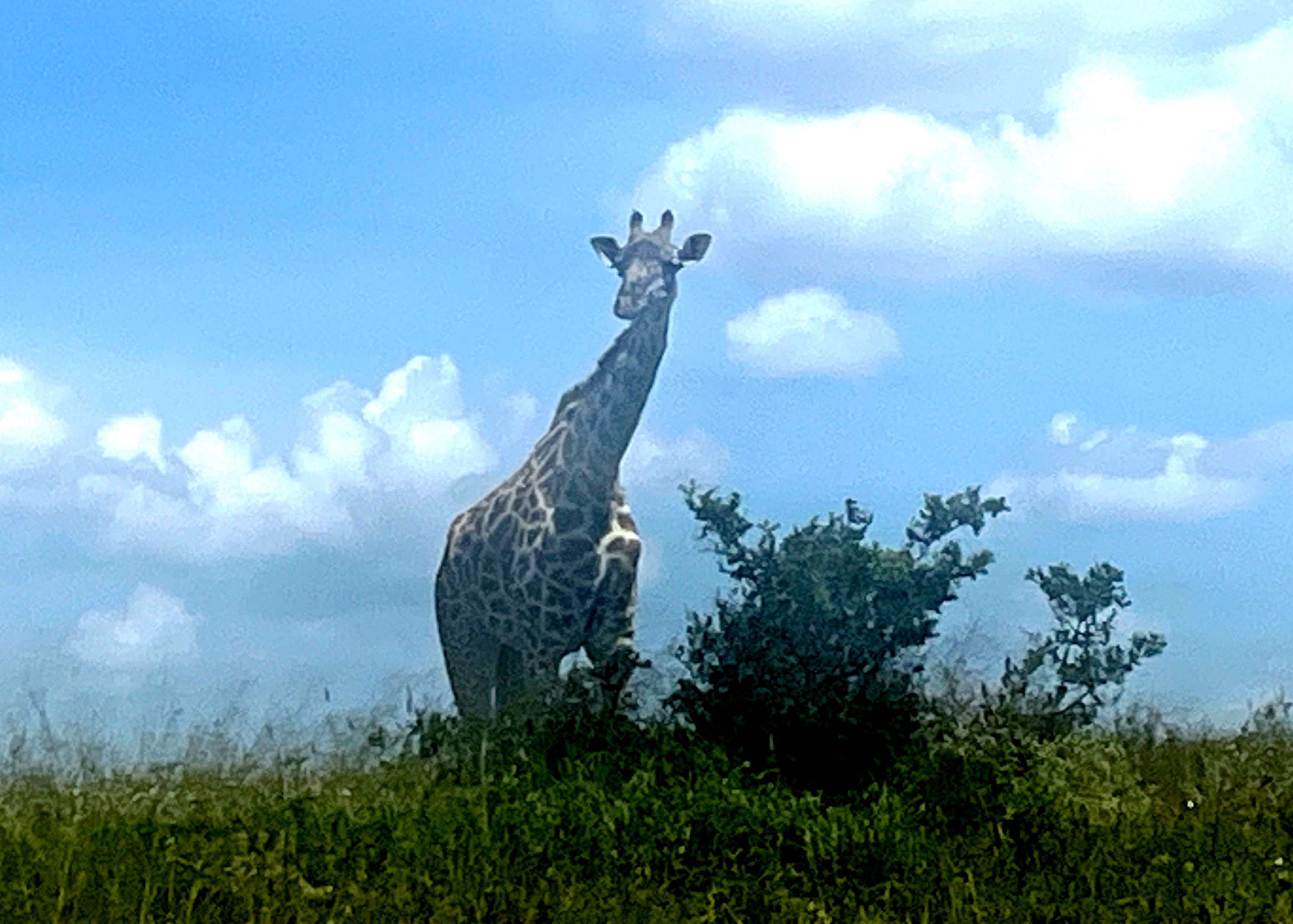 Classic 8-day safari in Kenya - Nairobi - Foto del giorno