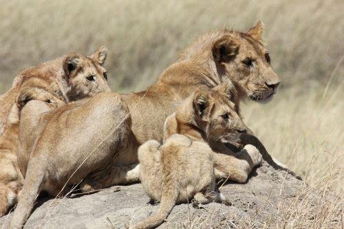 The Serengeti Trail - Tarangire, Serengeti & Ngorongoro - Serengeti National Park (B, L, D) - Serengeti National Park (B, L, D)