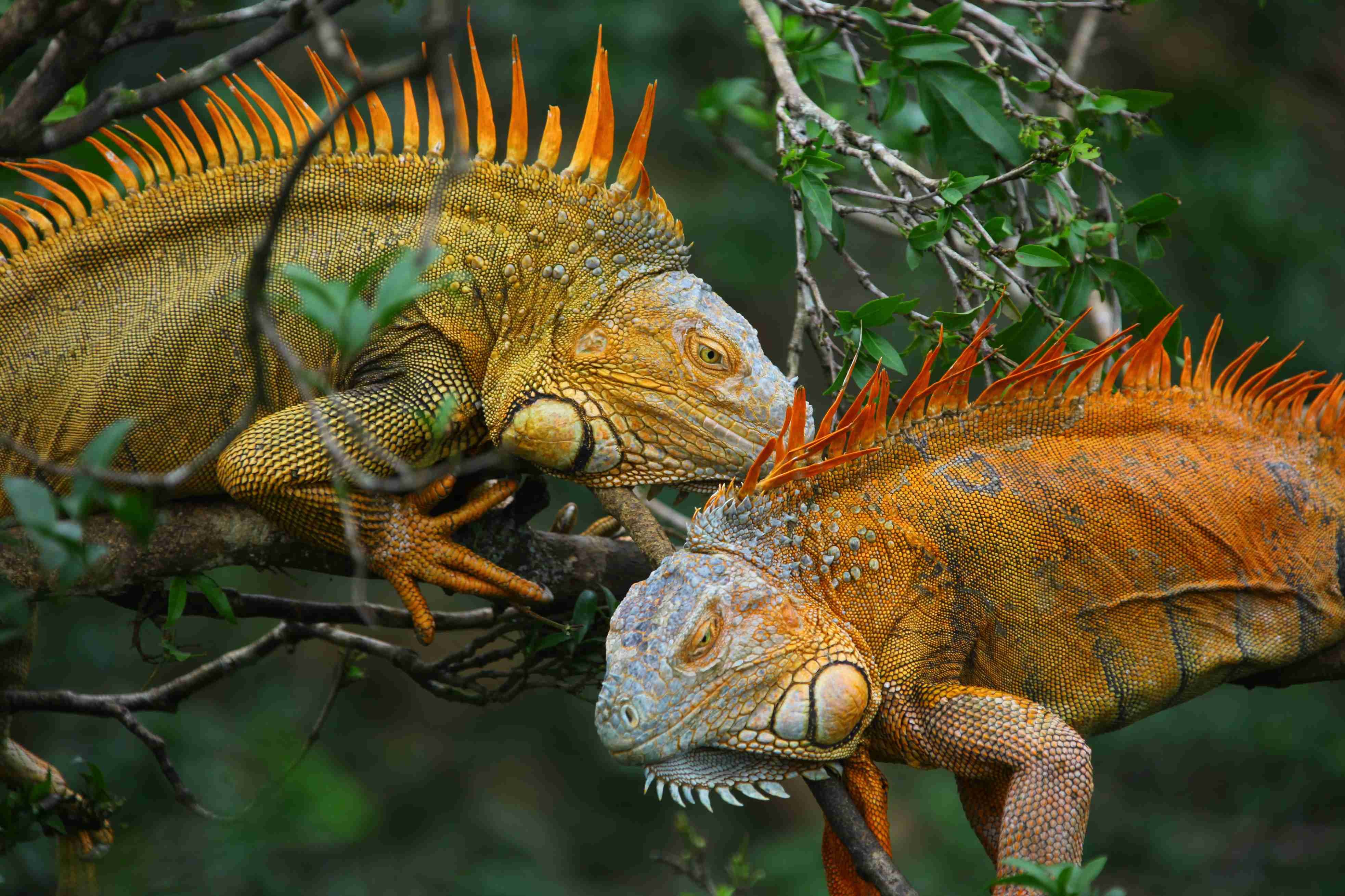 Entre plages et volcans - Arrivée au Costa Rica - Arrivée au Costa Rica