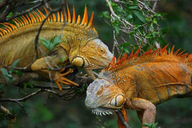 Tussen stranden en vulkanen