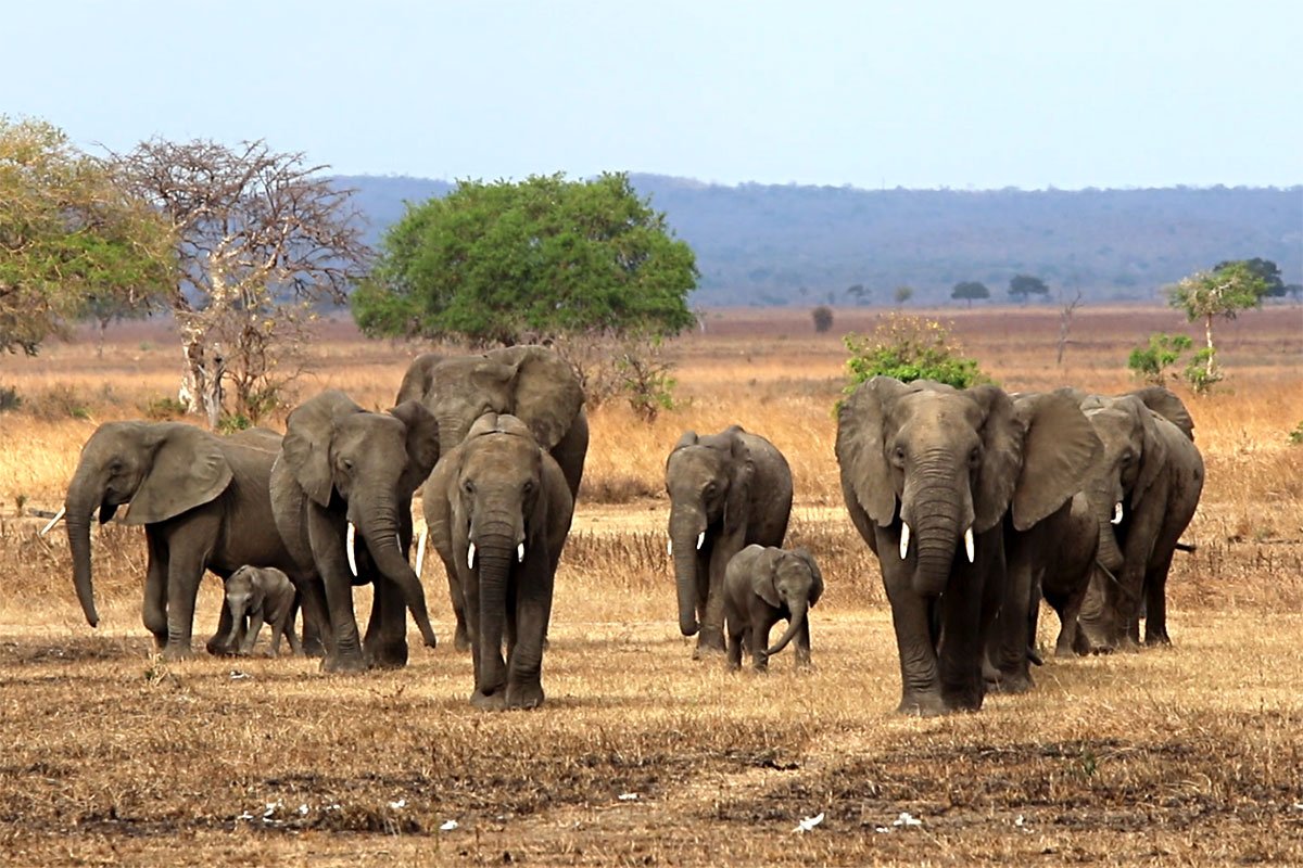 Safari en tierras olvidadas - Parque nacional de Mikumi - Éléphants au Parc national de Mikumi