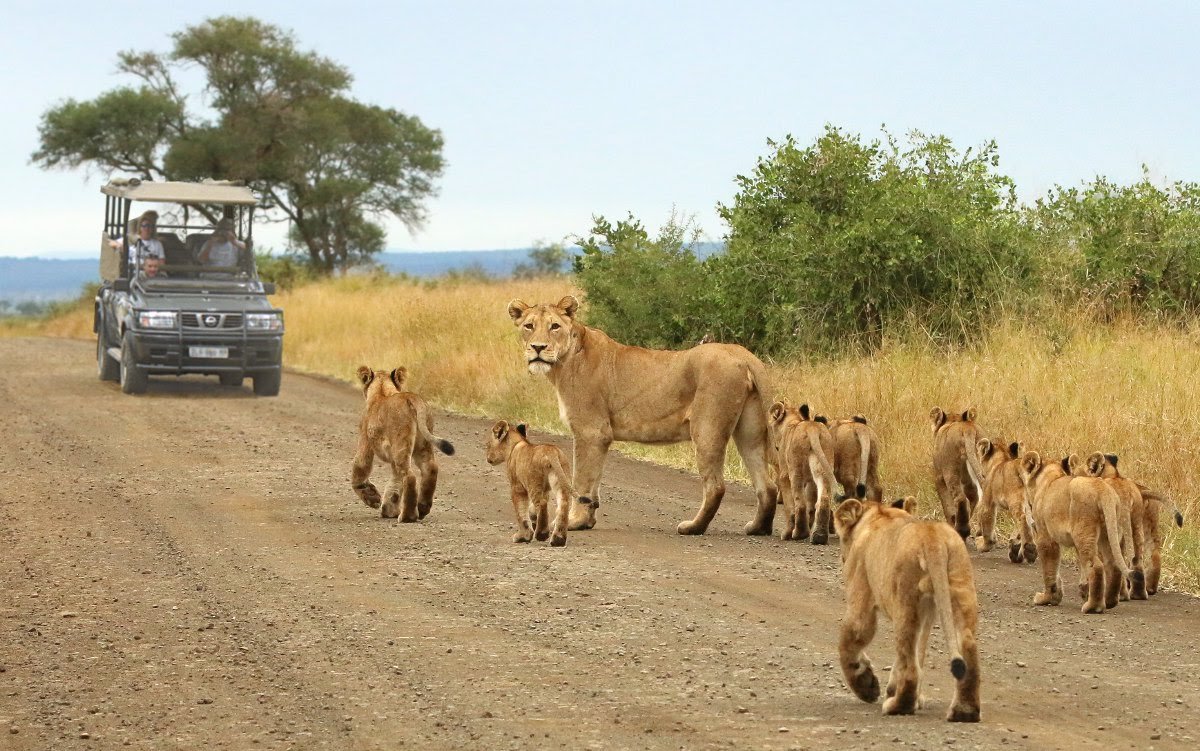 No coração dos tesouros da África Austral - O parque de Etosha - Foto do dia