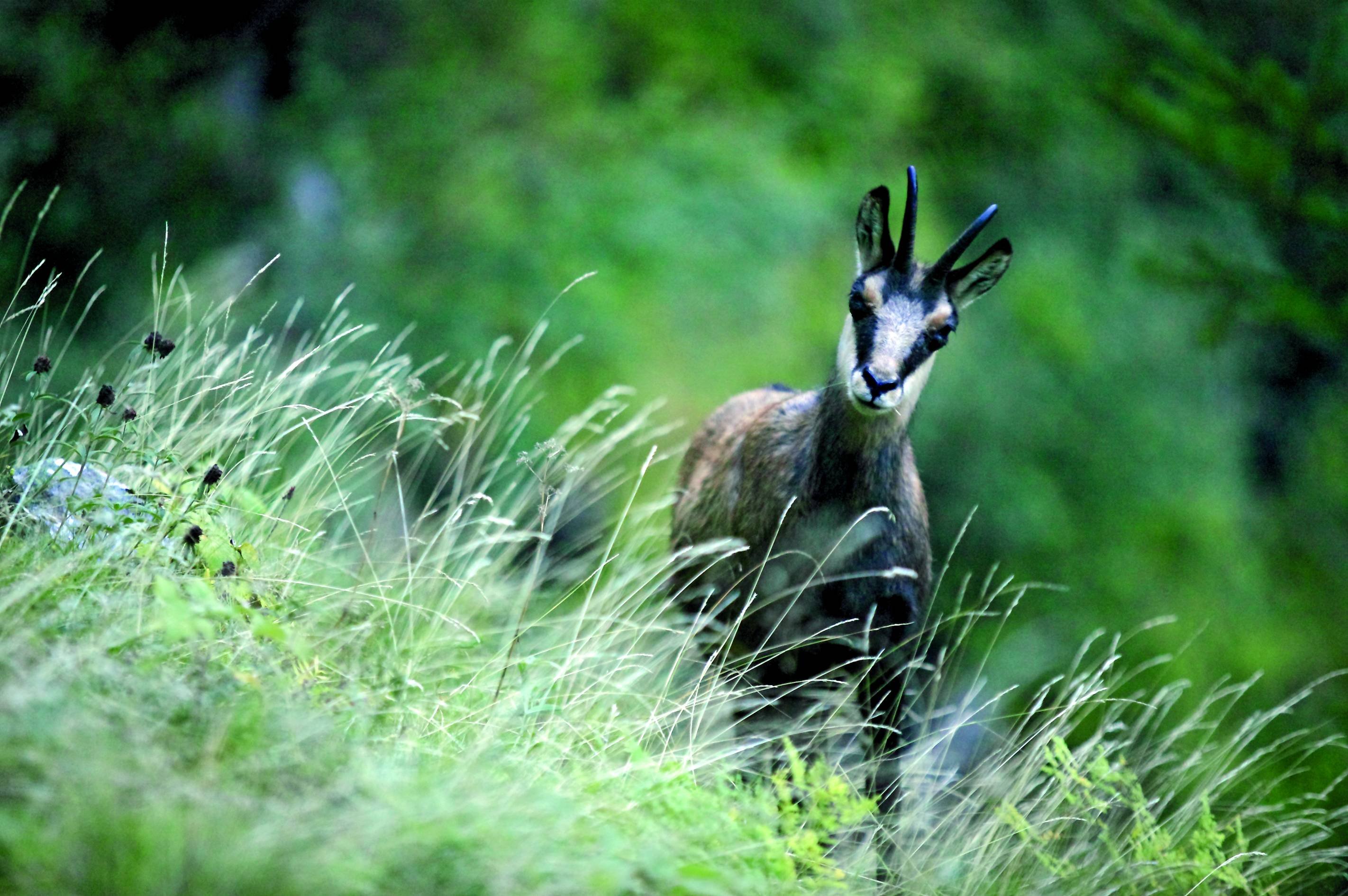 Entdecken Sie die Kunst der Tierfotografie im Jura. - Ankunft und erster Spaziergang - Arrivée et première balade