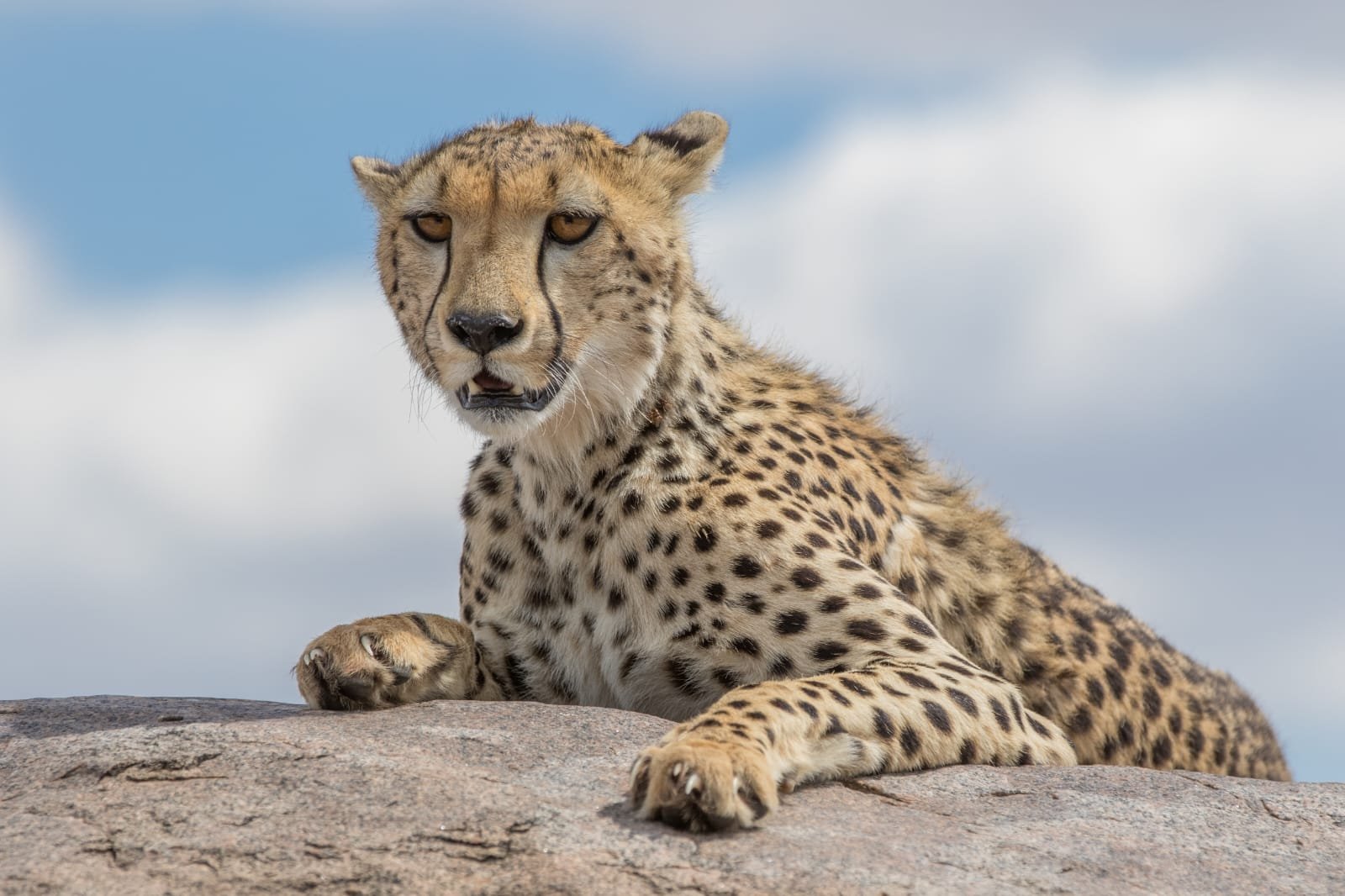 7 Days Tanzania Big Five Safari - Serengeti National Park - FB - Foto del día