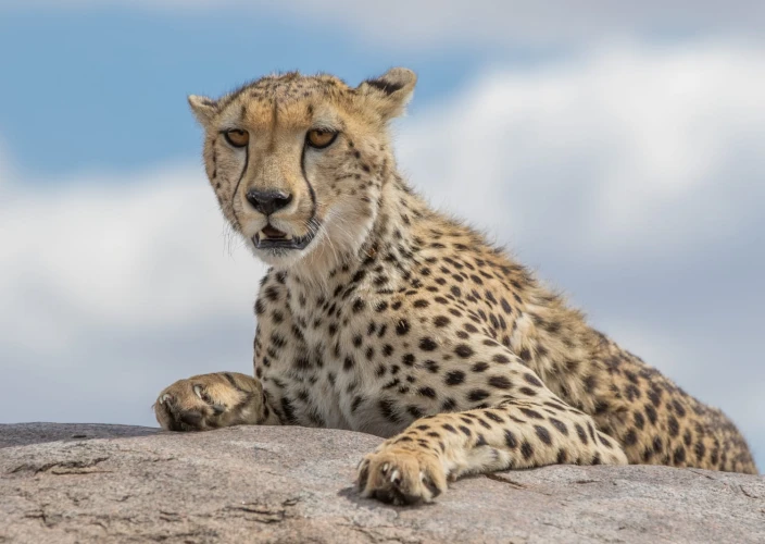 7 Days Tanzania Big Five Safari - Serengeti National Park - FB - Photo of the day