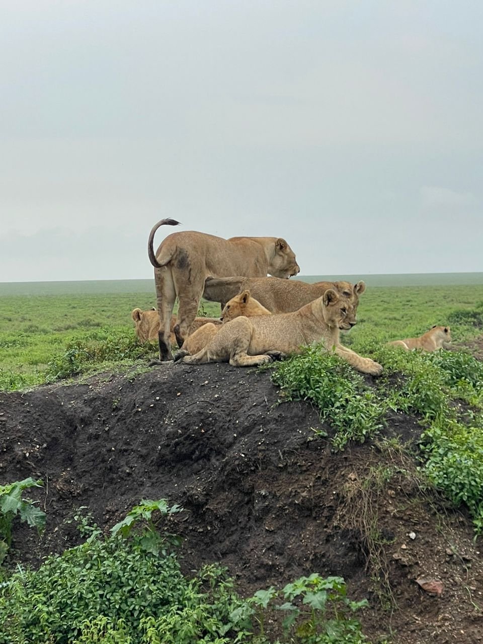 Safari de 8 días por la vida salvaje de Tanzania y la temporada de parto - Tarangire – Cráter de Ngorongoro - Foto del día