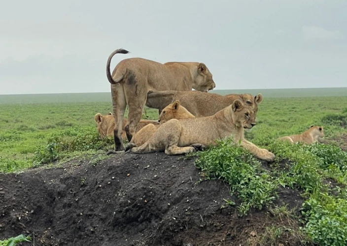 Safari de 8 días por la vida salvaje de Tanzania y la temporada de parto - Tarangire – Cráter de Ngorongoro - Foto del día