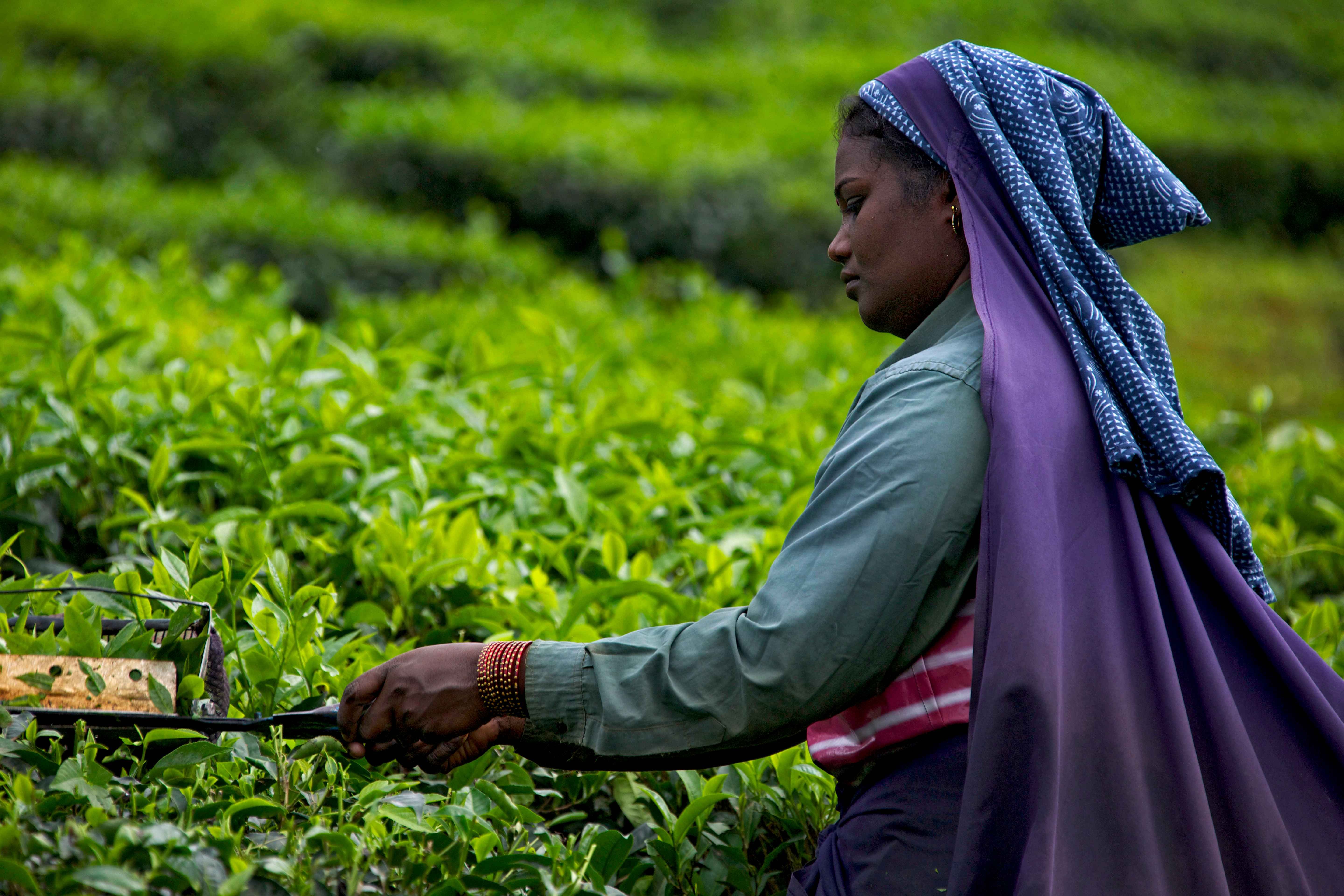 Essences, épices et parfums du Kérala - De Cochin vers Munnar - 126 km - De Cochin vers Munnar - 126 km