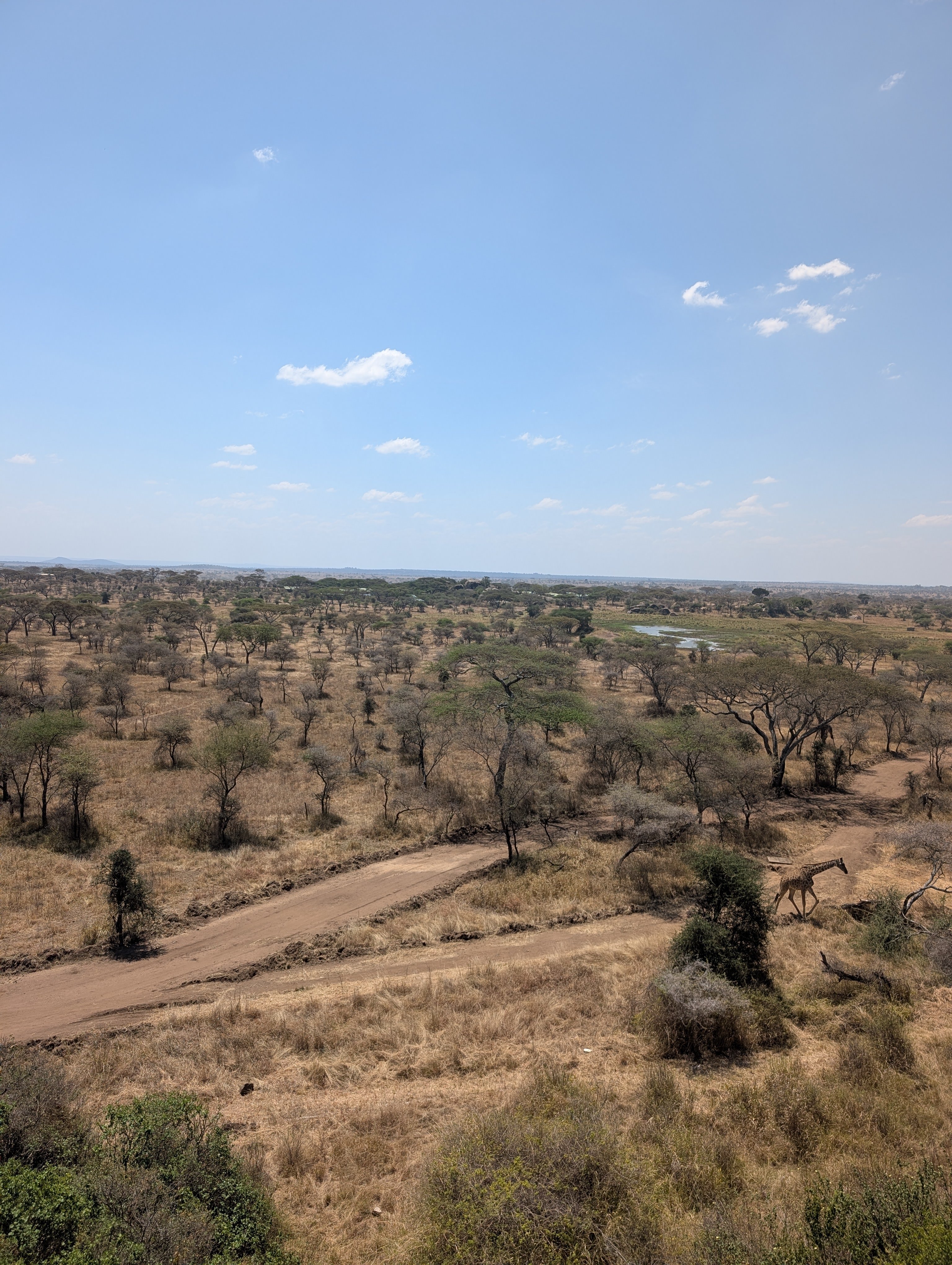 14-tägige Tansania-Safari, Kultur & Sansibar-Auszeit - Serengeti - Tagesfoto