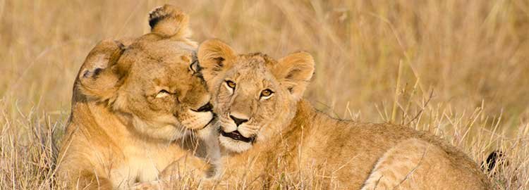 11 jours de safari au Botswana - Parc national de Chobe - Parc national de Chobe