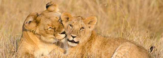 11 dias de safári no Botswana