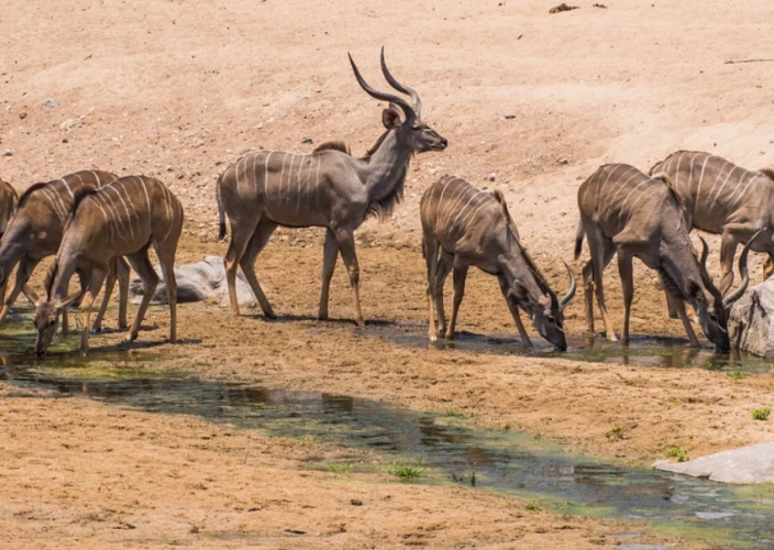 Explorez les paysages variés et la faune des trésors cachés de la Tanzanie - Safari en voiture dans le parc national de Ruaha - Photo du jour