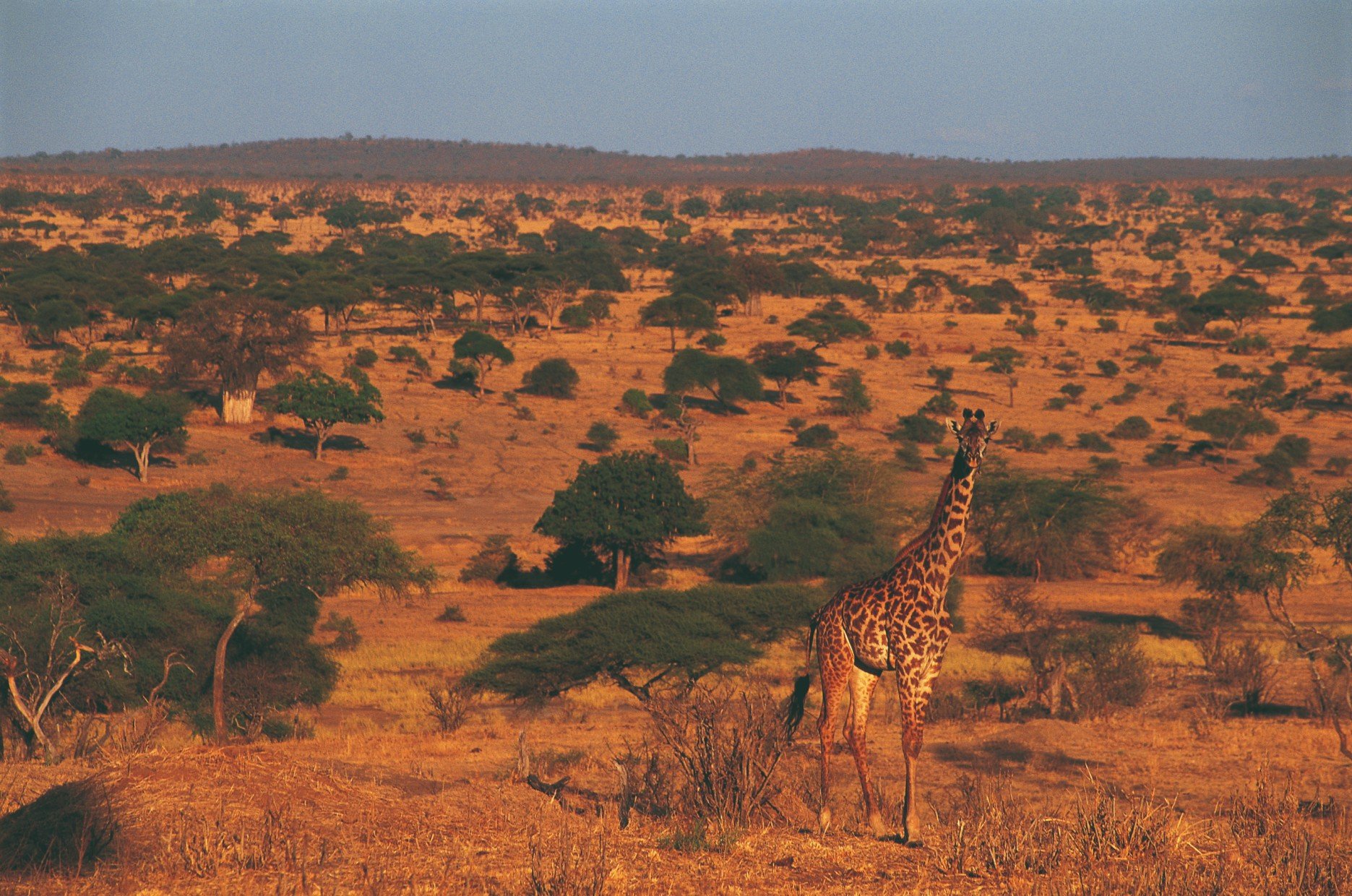 5 días Big 5 Safari Tanzania - Día 3: el cráter del Ngorongoro - Jour 3 : le cratère du Ngorongoro
