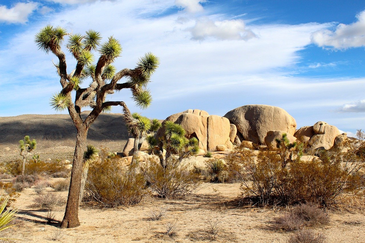California Dream - Joshua Tree - Joshua Tree