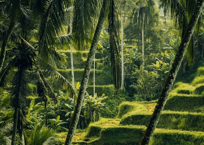 Ubud, le sue risaie e le spiagge del Sud - Bedugul e tempio Ulun Danu Beratan - Foto del giorno