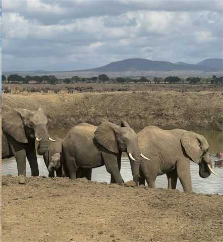 Safari à Mikumi en 2 jours — En train et par la route
