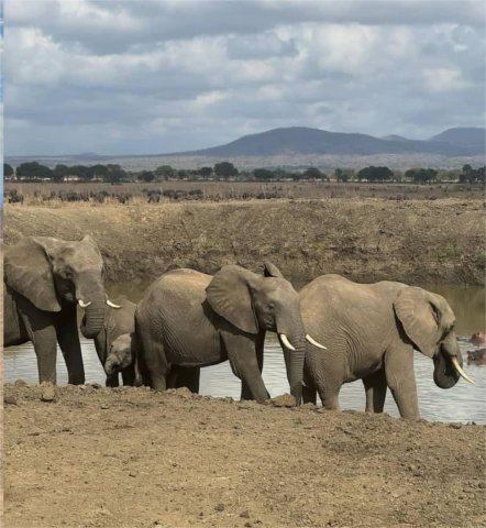 Safari en Mikumi en 2 días — En tren y por carretera