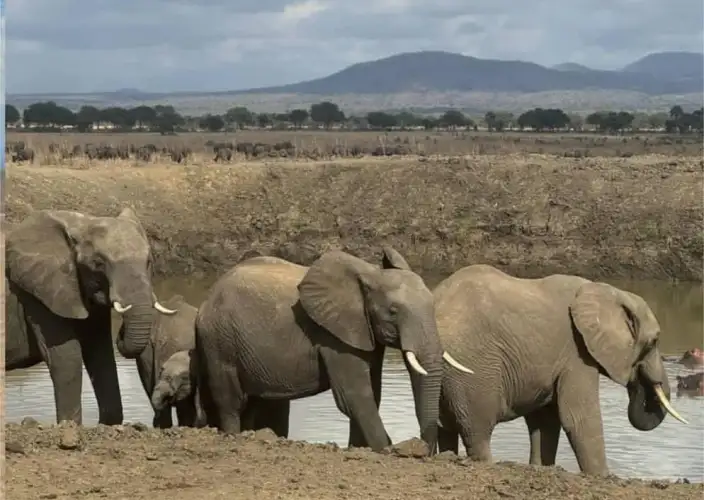 Safari à Mikumi en 2 jours — En train et par la route - Safari dans le parc Mikumi | Morogoro | Retour à Dar es Salaam - Photo du jour