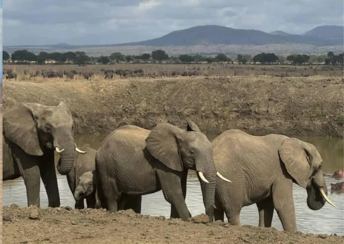 Safari à Mikumi en 2 jours — En train et par la route - Safari dans le parc Mikumi | Morogoro | Retour à Dar es Salaam - Photo du jour