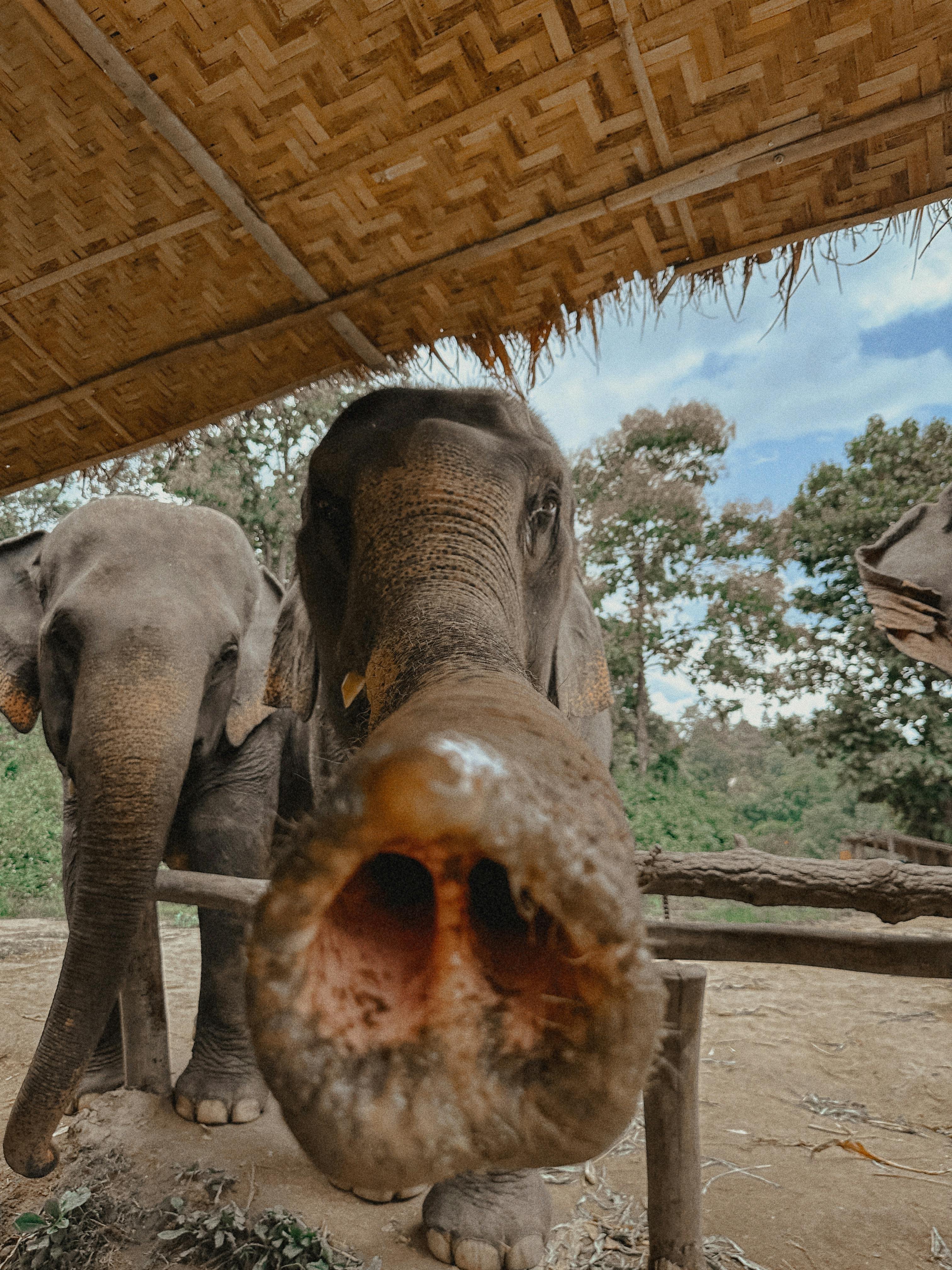 Essentiële hoogtepunten van Thailand: Bangkok, Chiang Rai en Chiang Mai - Chiang Mai. Bezoek aan het olifantenopvangcentrum - Foto van de dag