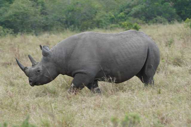 Safari de 9 jours de la Grande Migration des gnous du Serengeti