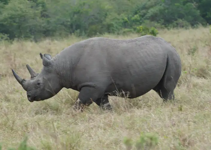 Safari de 9 jours de la Grande Migration des gnous du Serengeti - La visite du cratère du Ngorongoro - Photo du jour