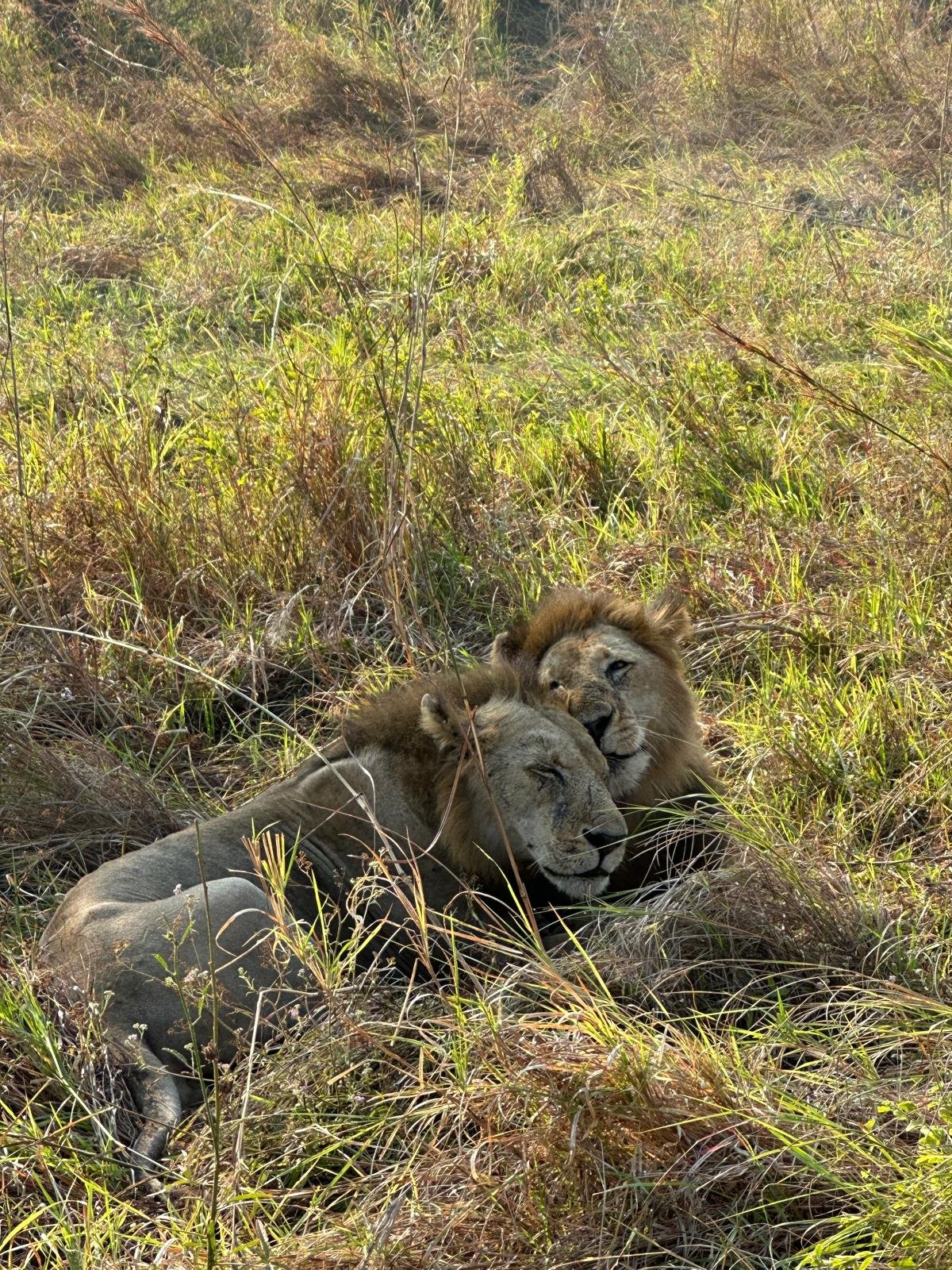 13 días en Tanzania y Zanzíbar con excelente relación calidad-precio - Cráter de Ngorongoro - Photo of the day