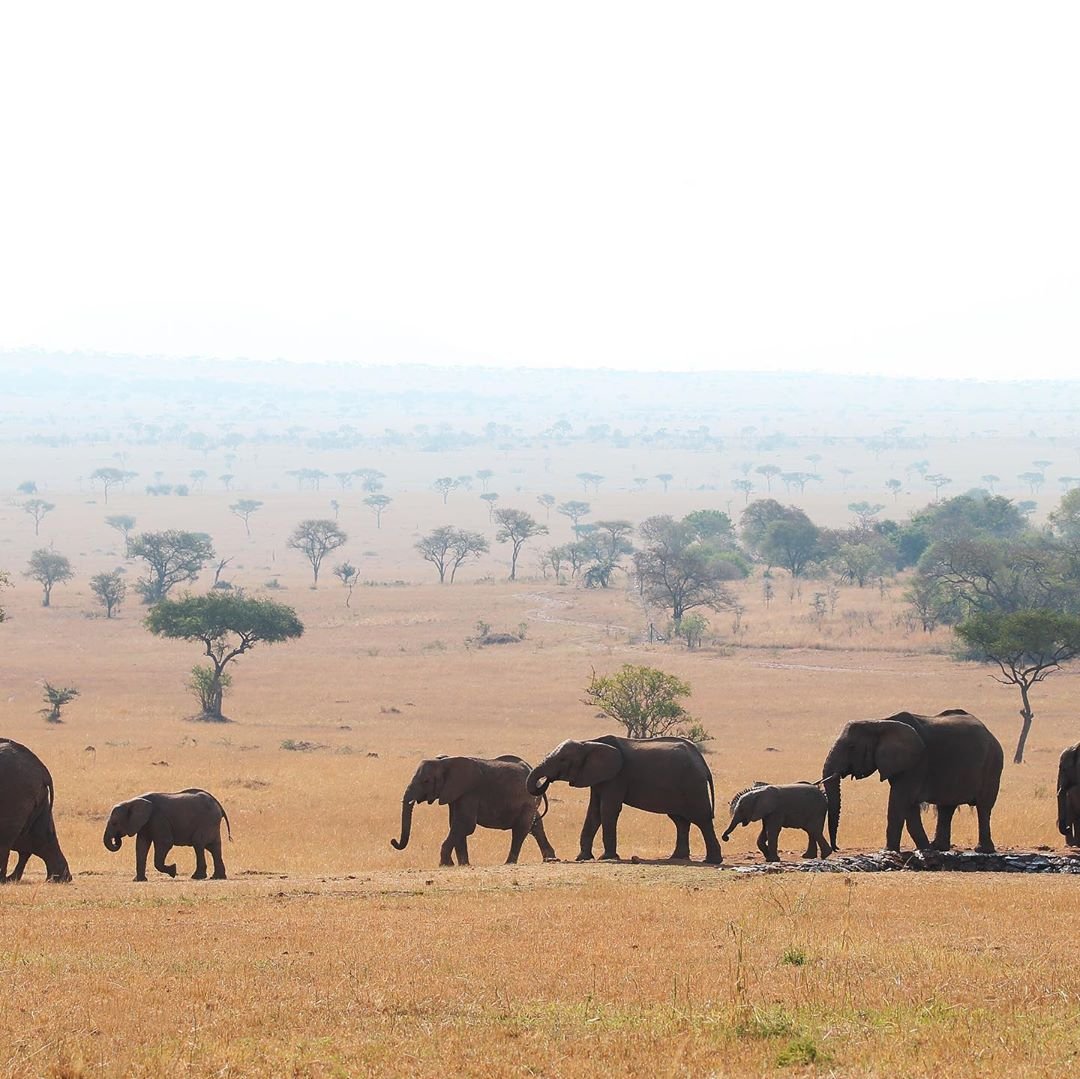 Tanzanie : safari privé et Zanzibar - Découvrez le parc national du Tarangire. - Découvrez le parc national du Tarangire
