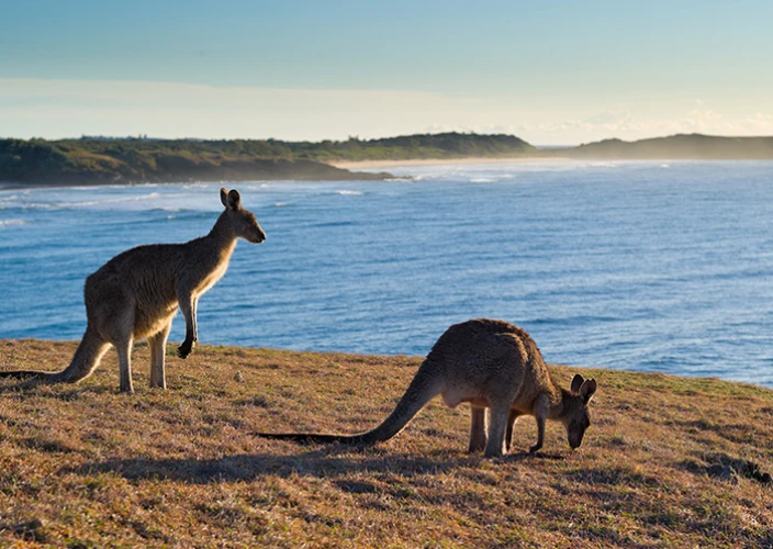 Campervan Hire - Sydney to Brisbane - Bellingen to Red Rock - Photo of the day