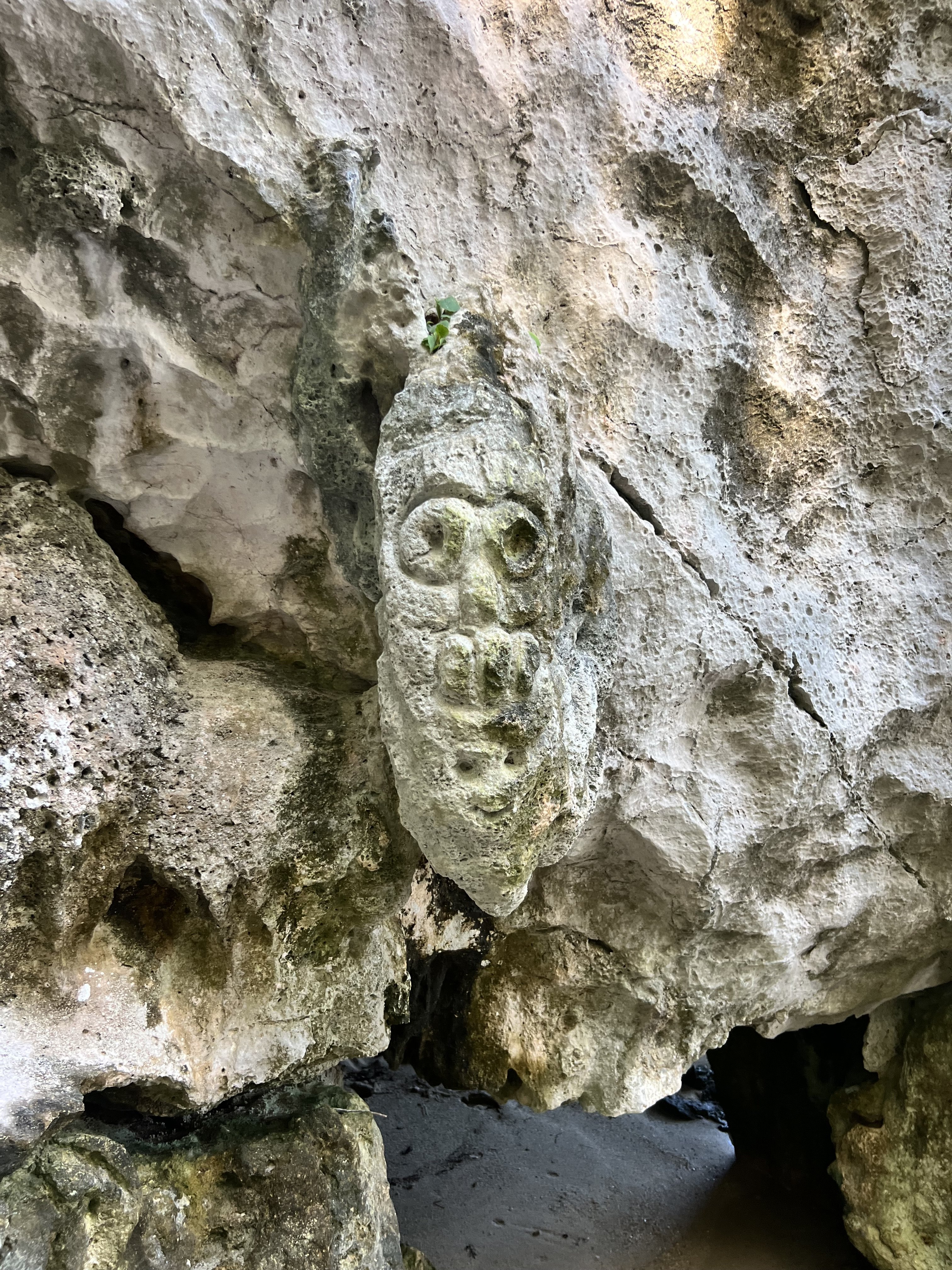 Bayahibe et Los Haitises - Visite privée du Parc National Los Haitises - Photo du jour