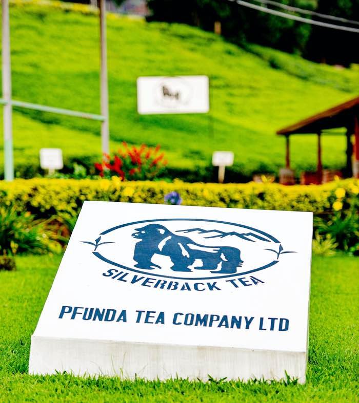 8-tägiger Congo-Nile-Trail - 2. Tag auf dem Congo Nile Trail, dann weiter nach Musanze über die Pfunda-Teefabrik - Tagesfoto