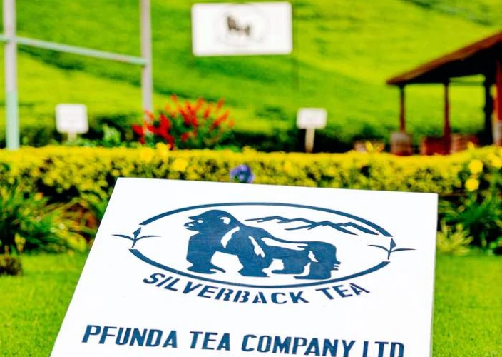 Sentier Congo-Nil de 8 jours - 2e jour sur le Congo Nile Trail, puis continuer vers Musanze via la Pfunda Tea Factory - Photo du jour